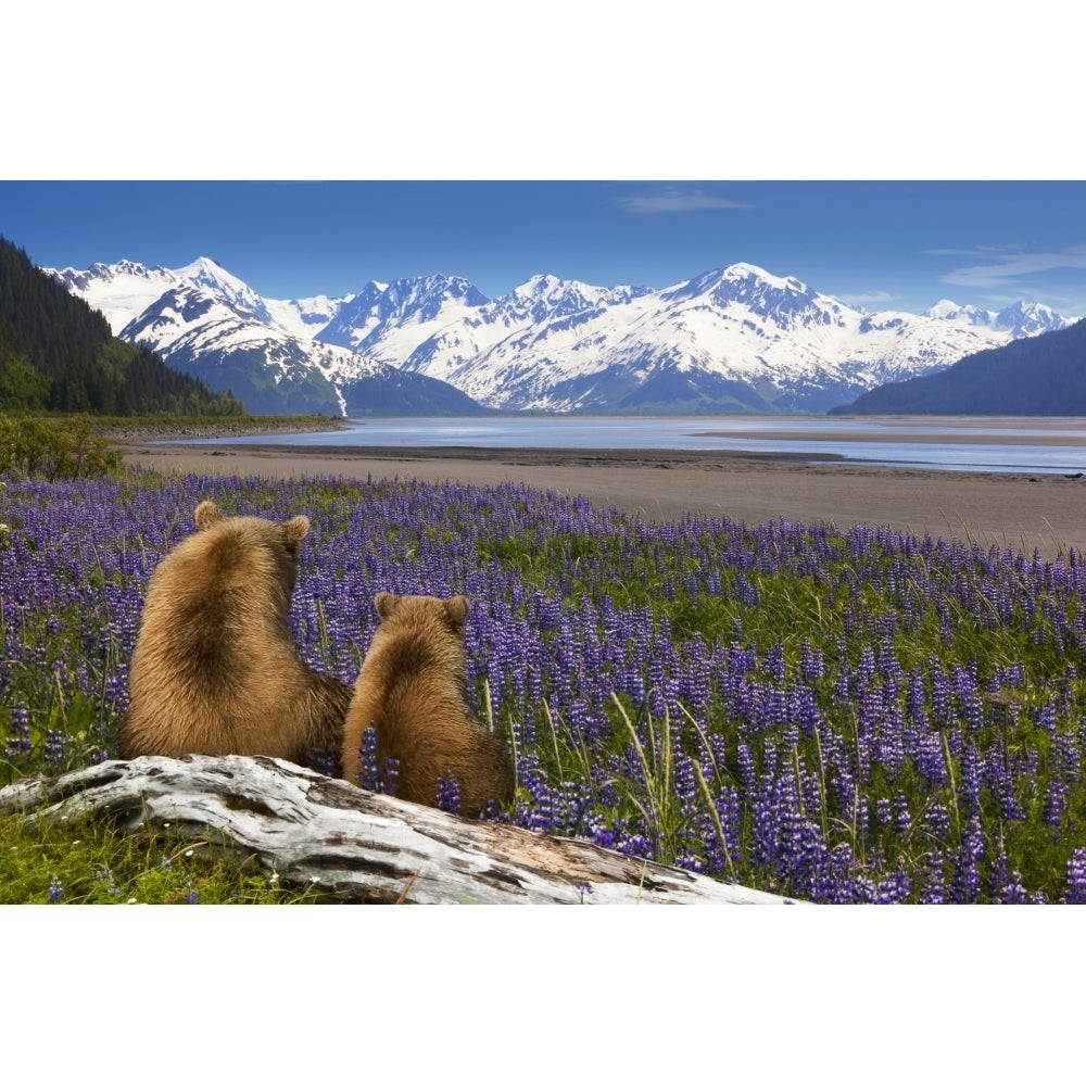 Composite: Grizzly Sow and Cub Sit In Lupine Along Seward Highway Turnagain Arm Southcentral Alaska by Composite Image / Image 1