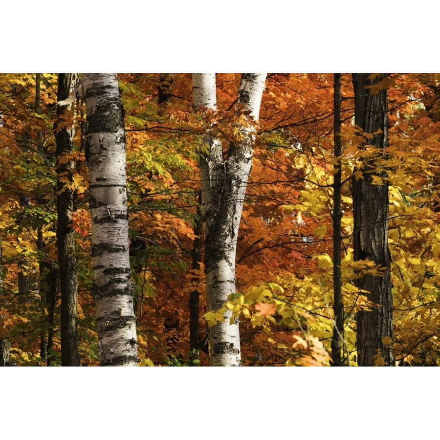 The colourful leaves and birch tree trunks in Algonquin Park; Ontario Canada Poster Print by Robert Postma / Design Pic Image 1