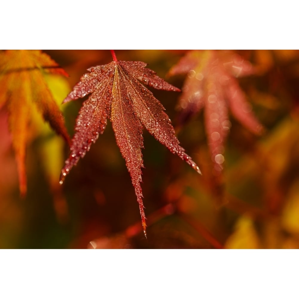 Japanese Maple turning red in the autumn; Astoria Oregon United States of America Poster Print by Robe Image 1