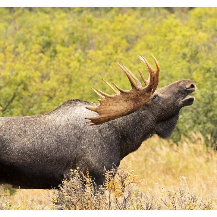 Bull moose doing flehman response to check on cow moose during the rut South-central Alaska; United State Image 1