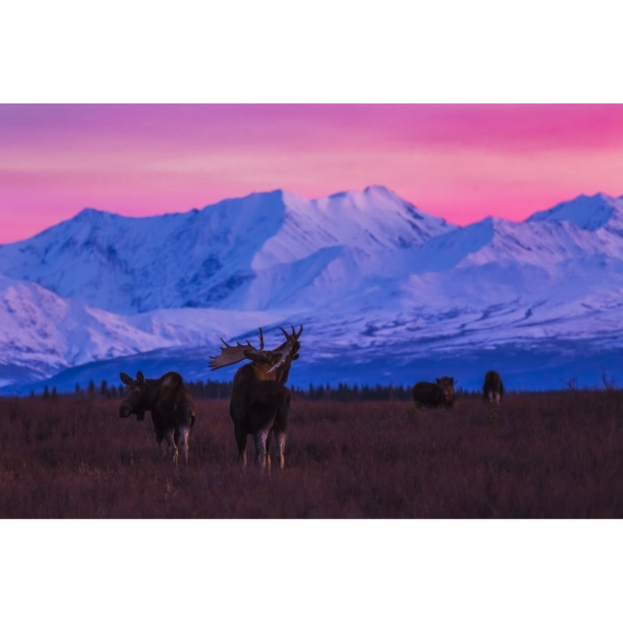 A bull moose makes vocalizations after sunset with the Alaska Range in the background during rutting seaso Image 1