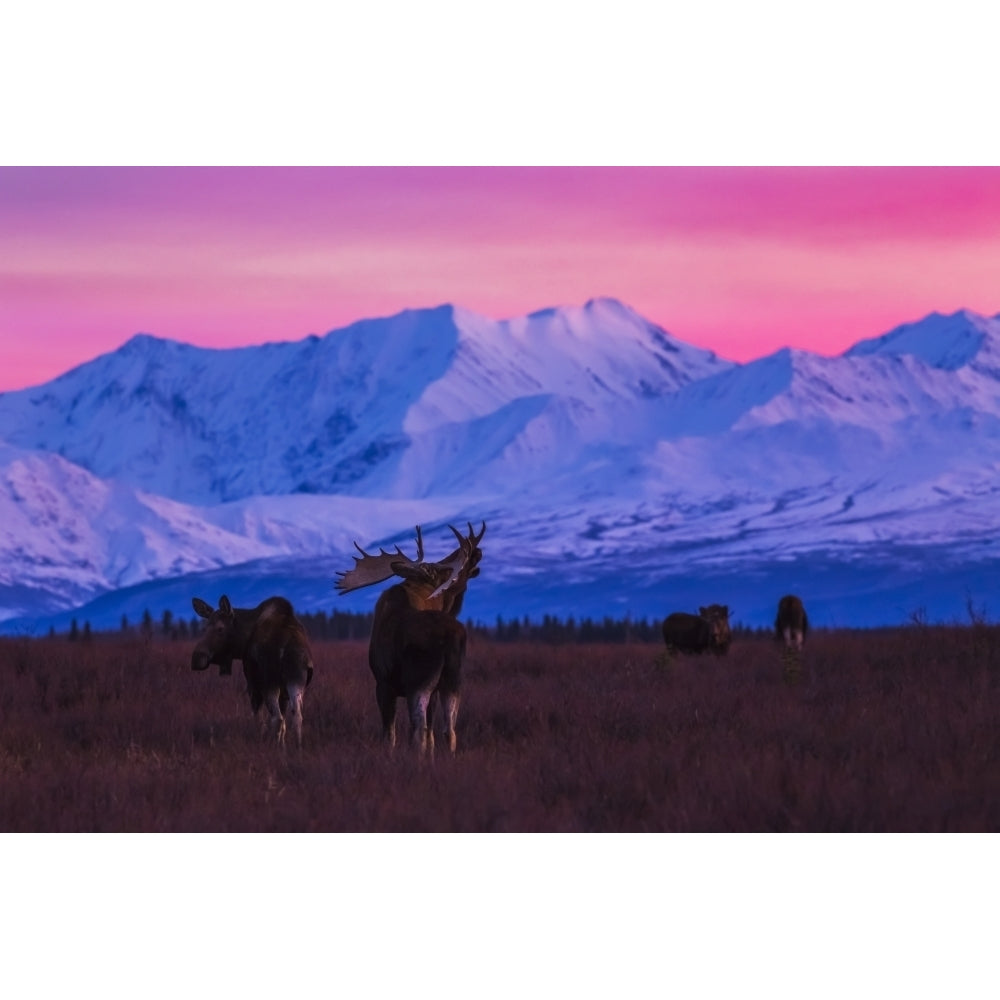 A bull moose makes vocalizations after sunset with the Alaska Range in the background during rutting seaso Image 2