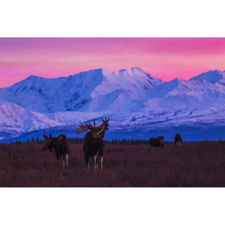 A bull moose makes vocalizations after sunset with the Alaska Range in the background during rutting seaso Image 1