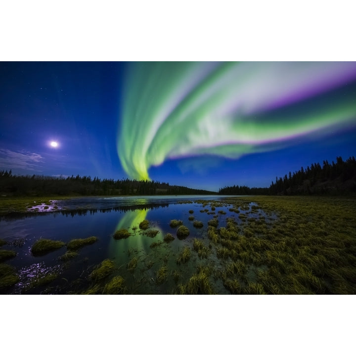 The aurora borealis competes against the moon in the night sky above a partially-thawed beaver pond in the spring; Alask Image 1