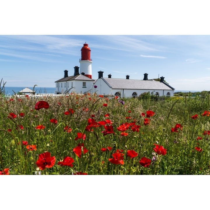 Souter Lighthouse with a field of red poppies in the foreground; South Shields Tyne and Wear England Poster Print by J Image 2