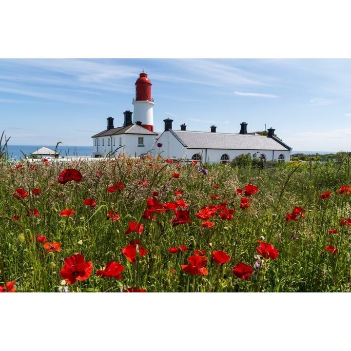 Souter Lighthouse with a field of red poppies in the foreground; South Shields Tyne and Wear England Poster Print by J Image 1