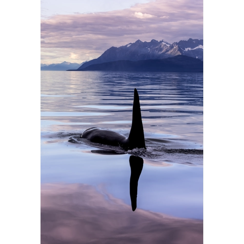 An Orca Whale surfaces near Juneau in Lynn Canal Inside Passage; Alaska United States of Image 2