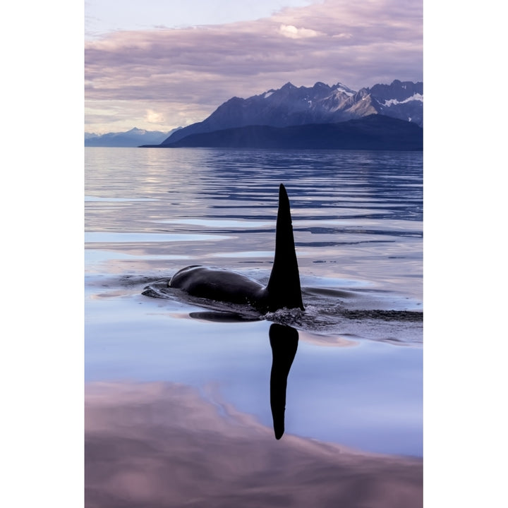 An Orca Whale surfaces near Juneau in Lynn Canal Inside Passage; Alaska United States of Image 2