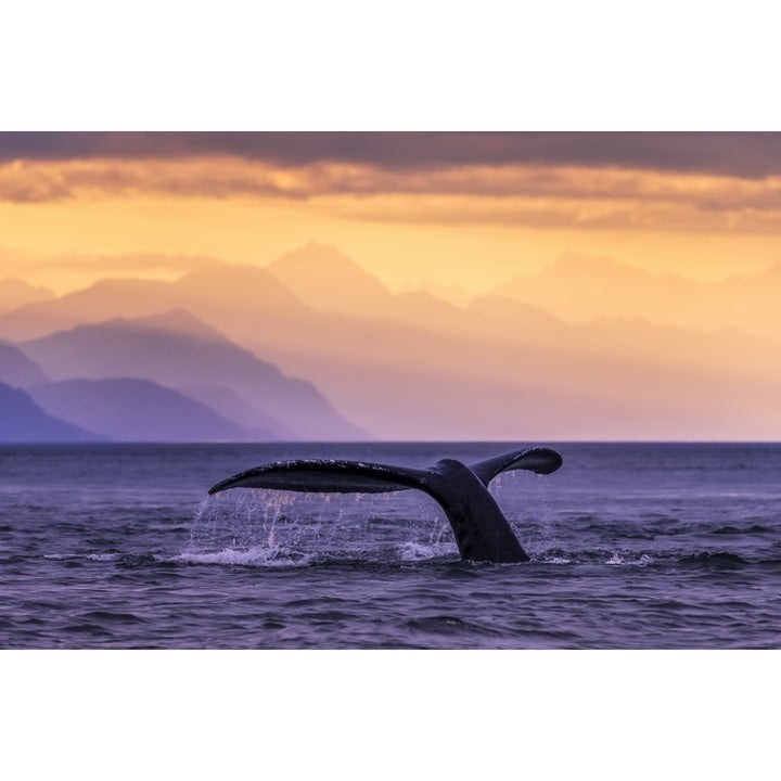 Humpback Whale at sunset Lynn Canal Chilkat Mountains Inside Passage near Juneau; Alaska U Image 2