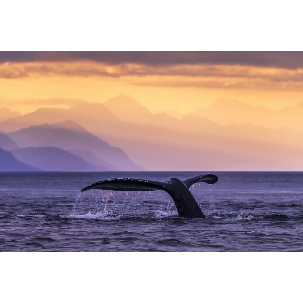 Humpback Whale at sunset Lynn Canal Chilkat Mountains Inside Passage near Juneau; Alaska U Image 1