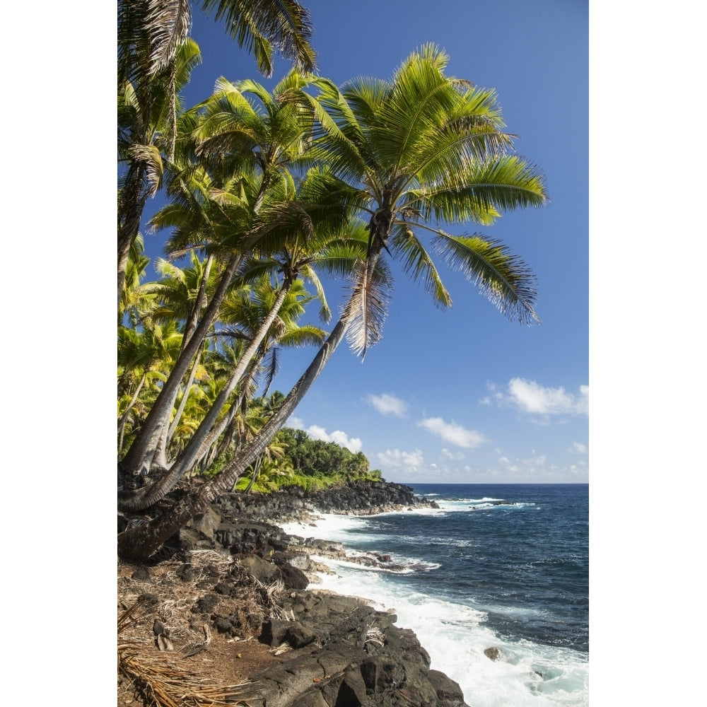 Palm trees along the Puna coastline near Kalapana; Island of Hawaii Hawaii United States of America Poster Print by P Image 2