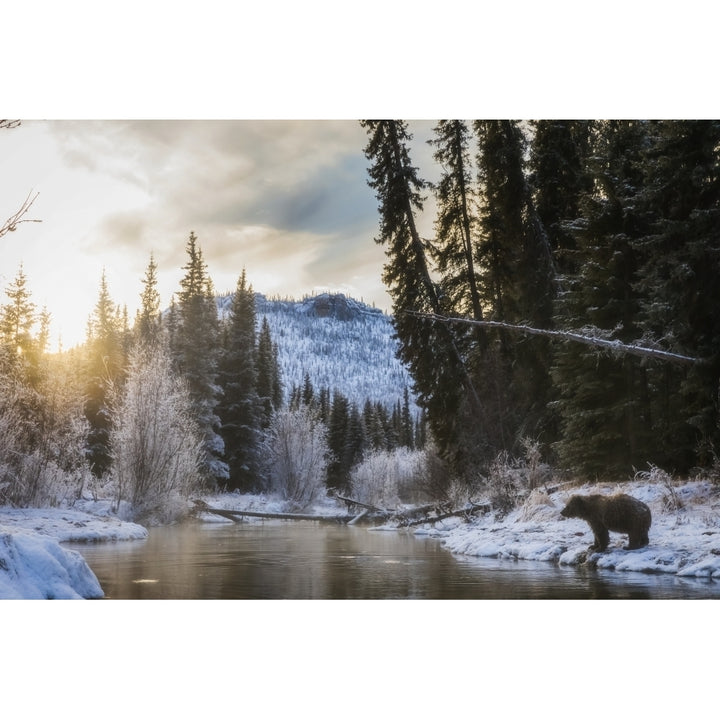 Grizzly bear looking for fish at sunrise in Niiinlii Njik Territorial Park; Image 1