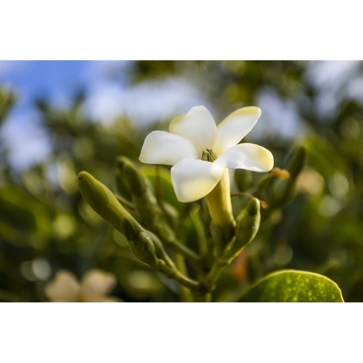 Close-up of puakenikeni flower; Lanai Hawaii United States of America Poster Print by Jenna Szerlag / Design Pics Image 2