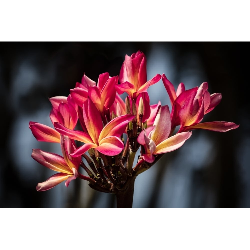 Close-up of bright pink plumeria flowers; Maui Hawaii United States of America Poster Print by Jenna Szerlag / Design Image 1