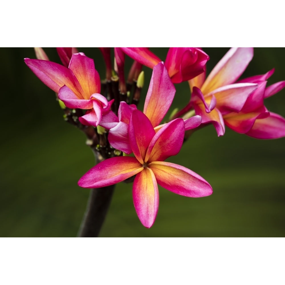 Close-up of bright pink plumeria flowers; Maui Hawaii United States of America Poster Print by Jenna Szerlag / Design Image 2