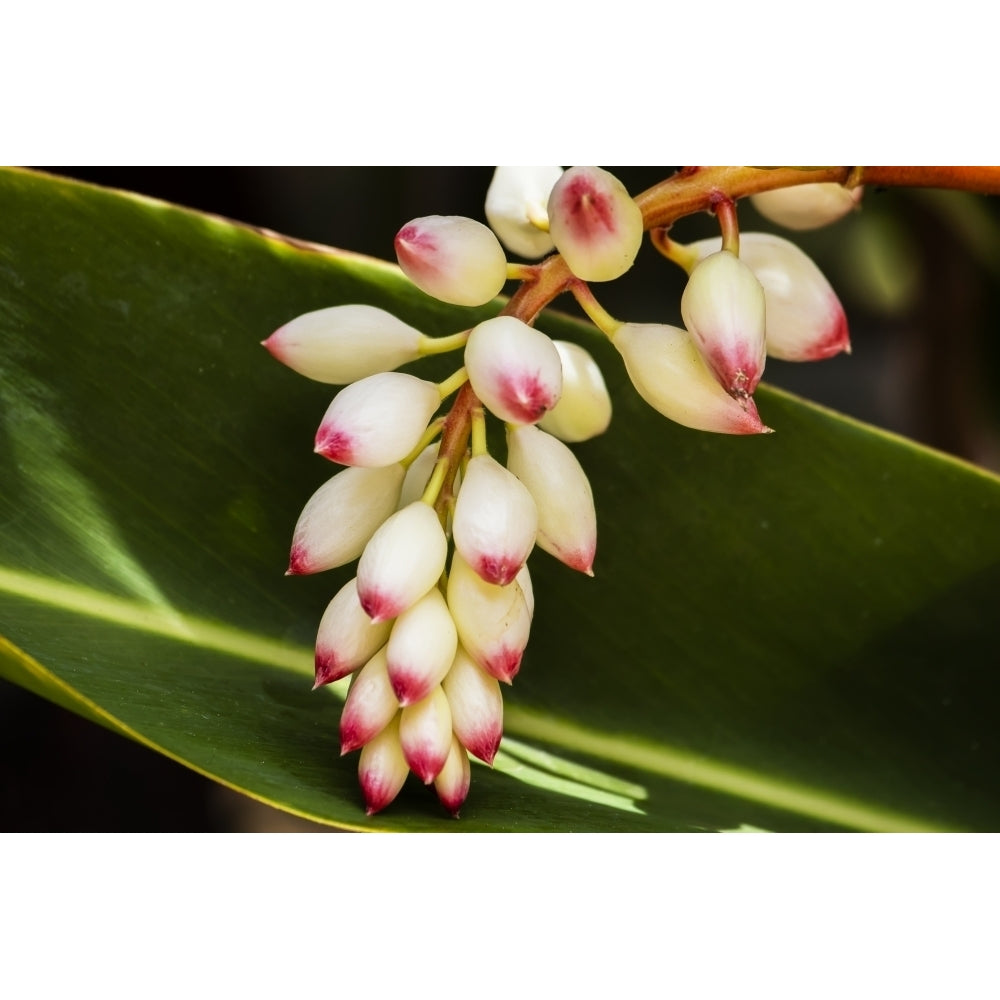 Close-up of white ginger flower Alpinia; Maui Hawaii United States of America Poster Print by Jenna Szerlag / Design P Image 2