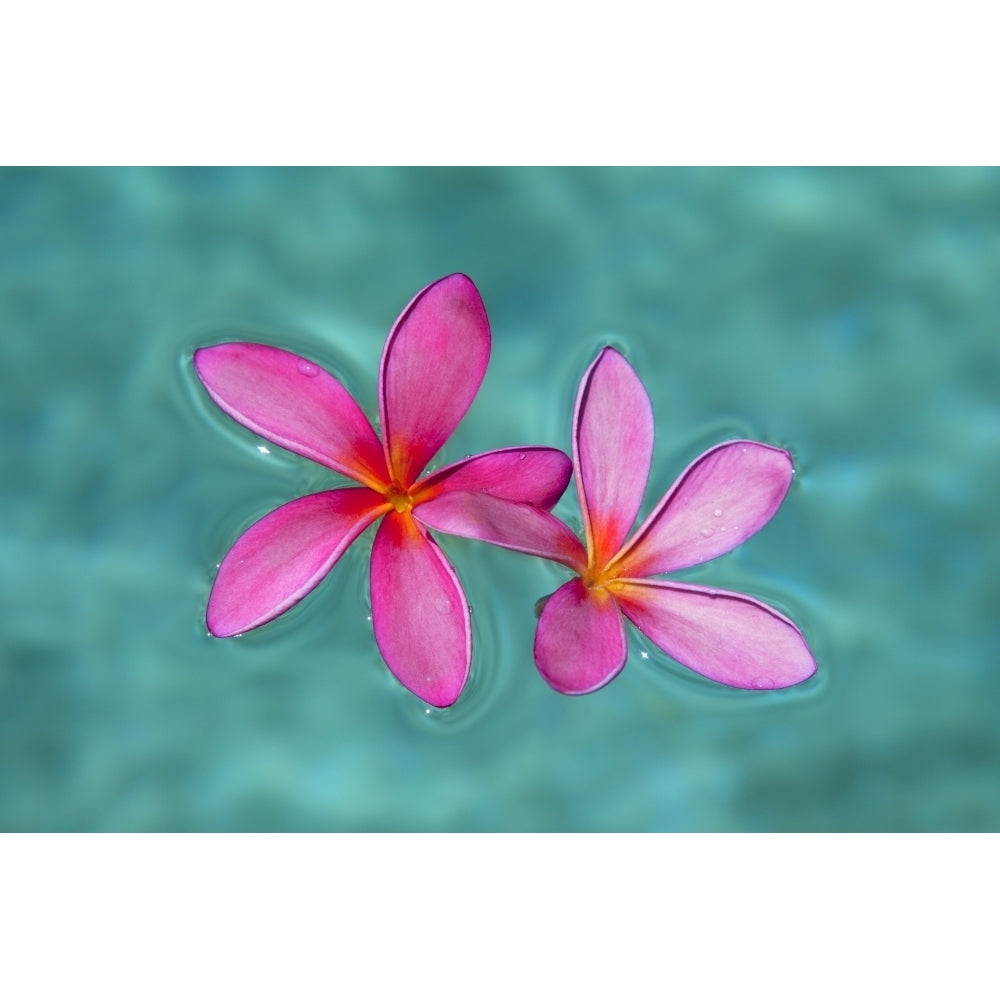 Close-up of pink plumeria flowers in water; Maui Hawaii United States of America Poster Print by Jenna Szerlag / Desig Image 1