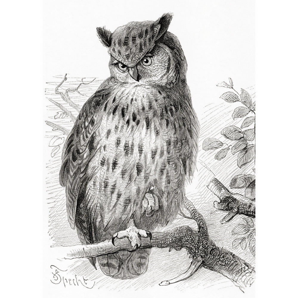 The Eurasian Eagle-Owl Bubo Bubo. From Meyers Lexicon Published 1924. by Ken Welsh / Design Pics Image 1