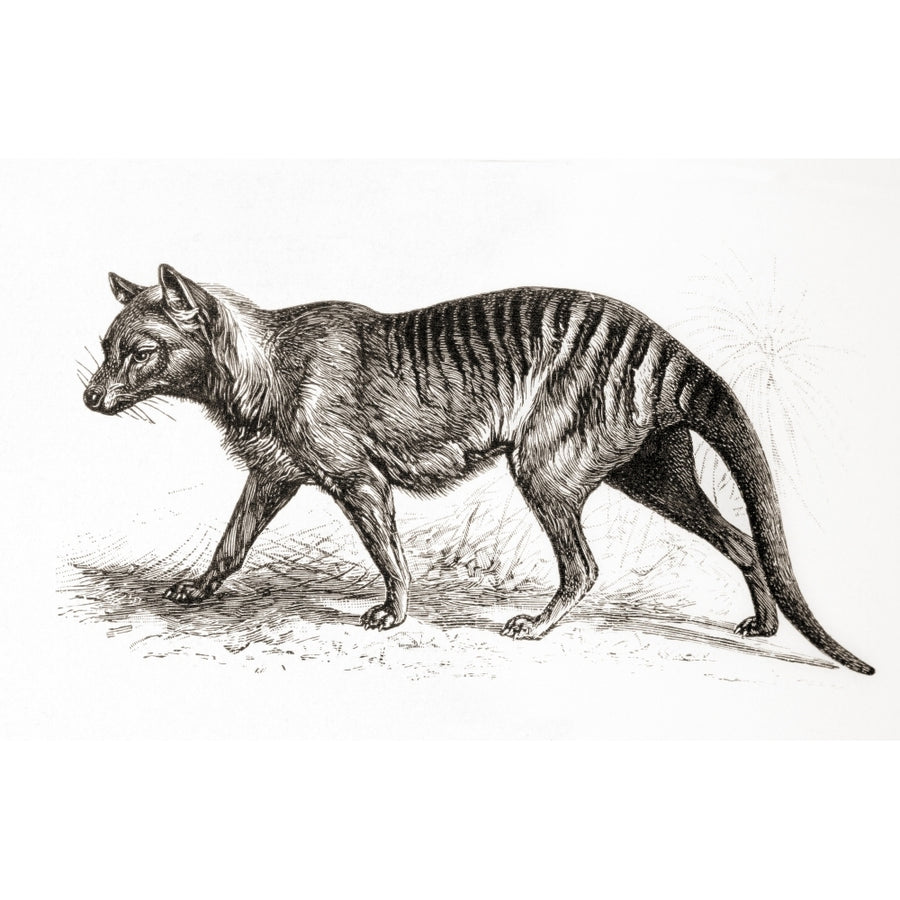 A Thylacine thylacinus Cynocephalus Aka Tasmanian Tiger Or Tasmanian Wolf. From Meyers Lexicon Image 1