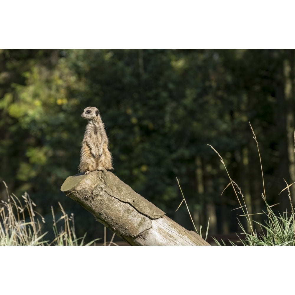 A meerkat sits watchful and alert on a log; North Yorkshire England Poster Print by John Short / D Image 1