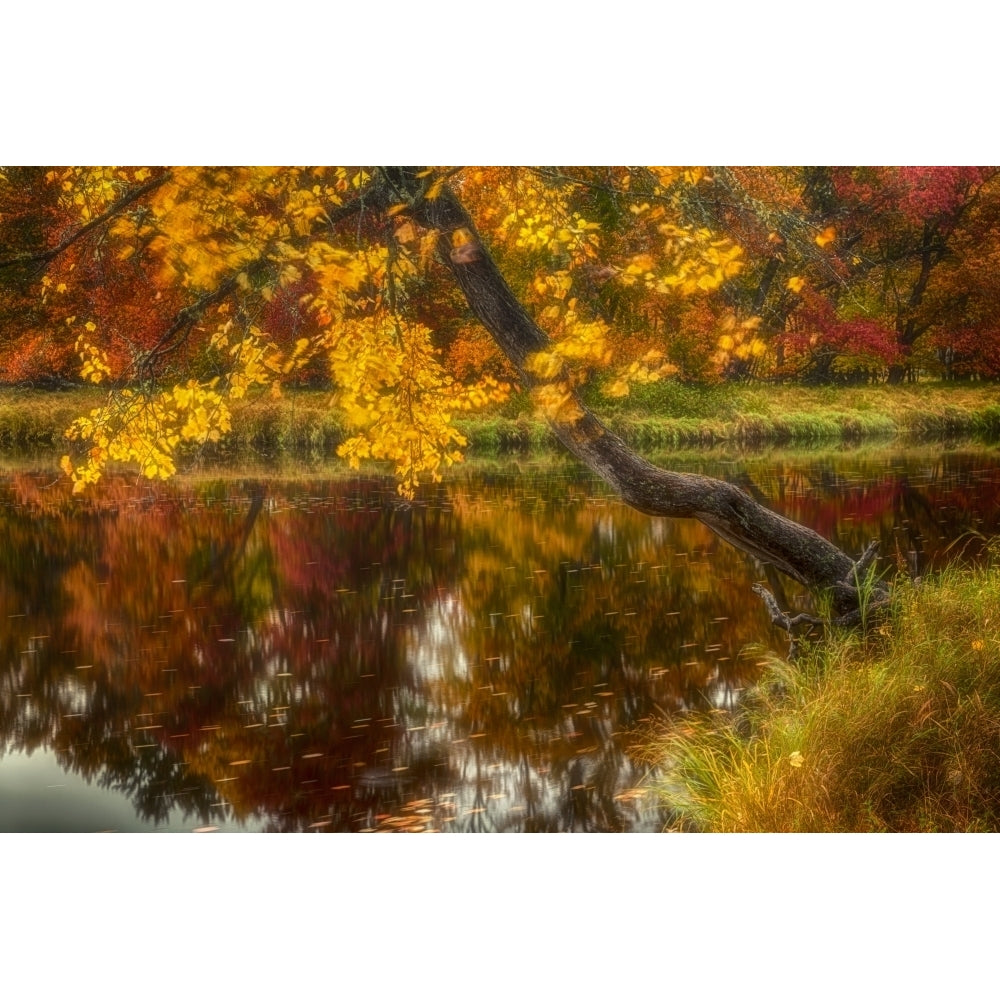 Wind tossed maple along the Mersey River in autumn Kejimkujik National Park; Nova Scotia Canada Poster Print by Irwin Image 1