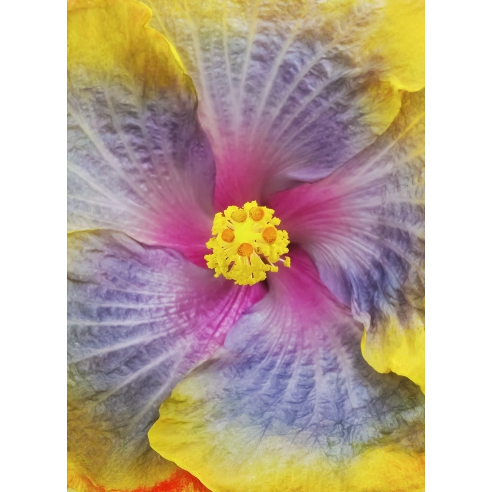 Close-Up Macro Shot Of A Beautiful Lavender Pink And Yellow Hibiscus Flower; Honolulu Oahu Hawaii United States Of Image 1