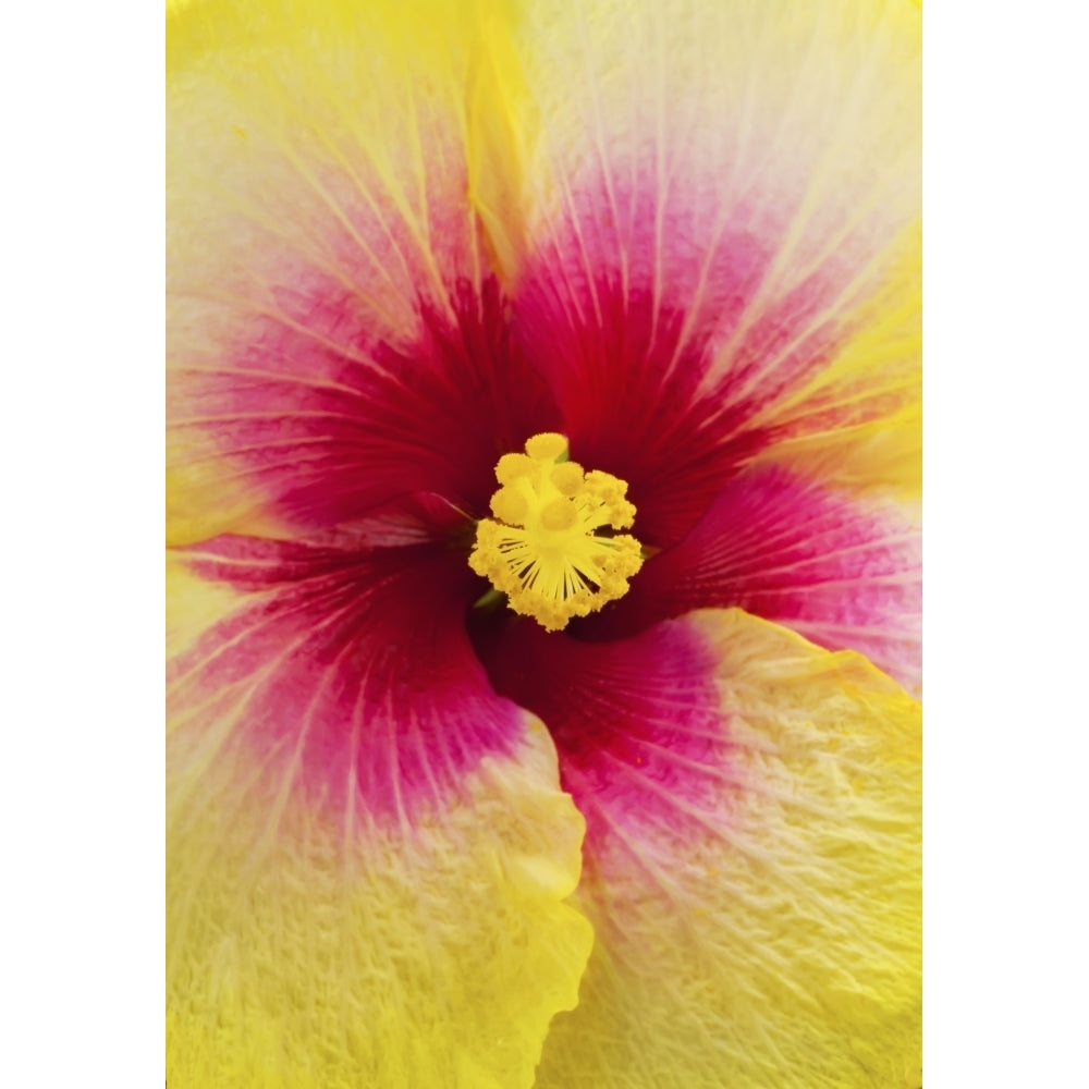 Close-Up Macro Shot Of A Beautiful Red And Yellow Hibiscus Flower; Honolulu Oahu Hawaii United States Of America by Image 1