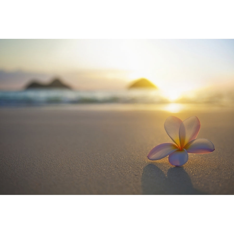 A Pink Plumeria Flower Sits On The Sand Of Lanikai Beach In Kailua With A View Of Mokulua Twin Islands And The Ocean At Image 1