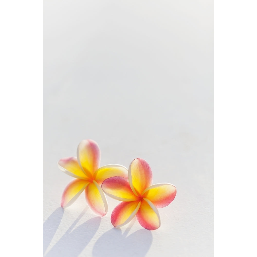 A Pair Of Beautiful Yellow And Pink Plumeria Flowers Together On A White Background; Honolulu Oahu Hawaii United States Image 1