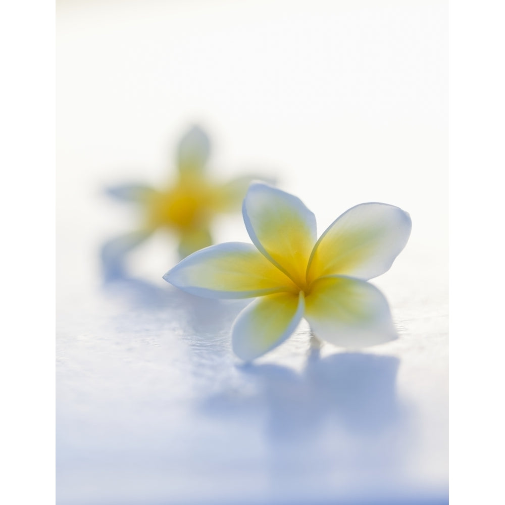 Close-Up Of Two Beautiful Yellow Plumeria Flowers In Soft Focus; Honolulu Oahu Hawaii United States Of America by Image 1