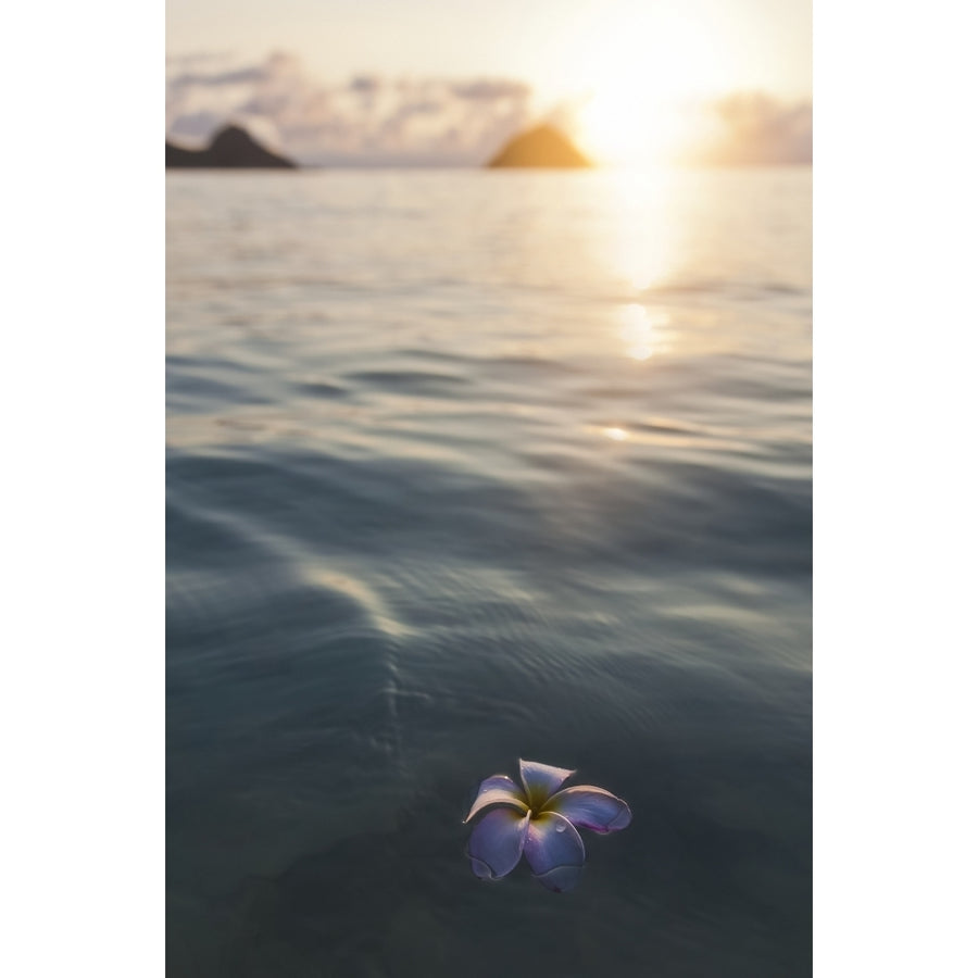 A Single Beautiful Pink Plumeria Flower Floating In The Water Off Lanikai Beach; Honolulu Oahu Hawaii United States Of Image 1