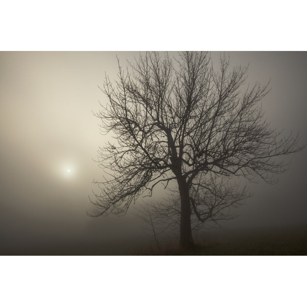 Silhouette Of A Tree And Sunlight Glowing Through Dense Fog At Sunrise; Oakfield Nova Scotia Canada by Irwin Barrett / Image 1