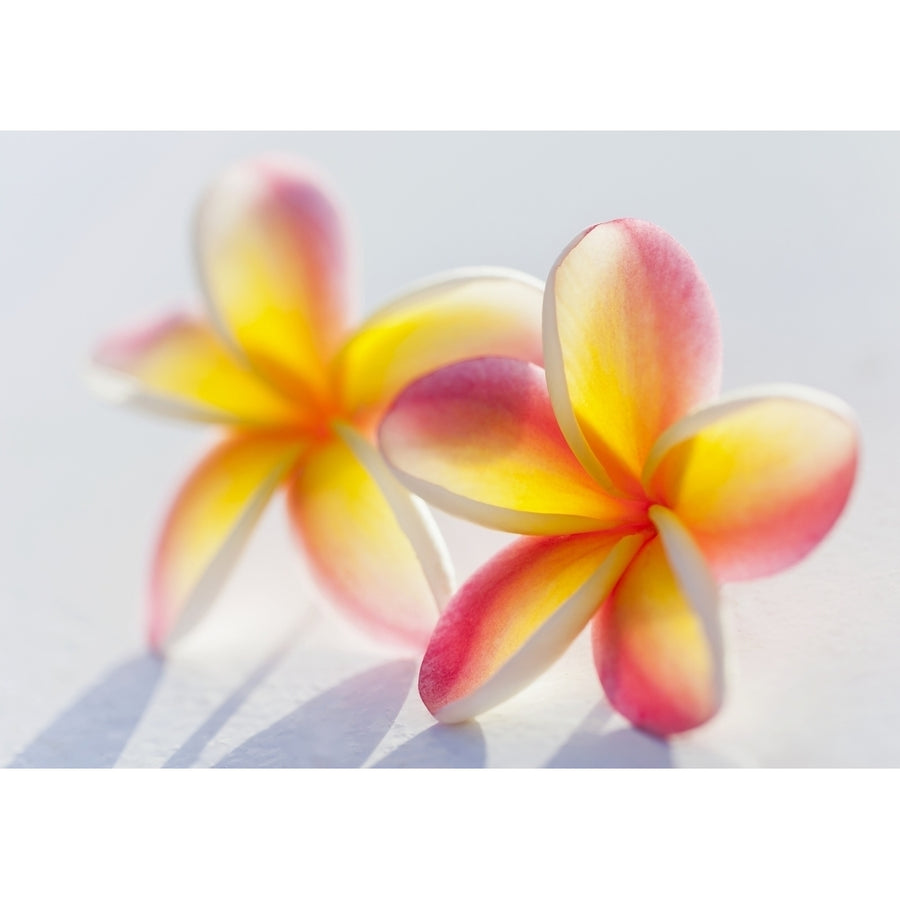 A Pair Of Beautiful Yellow And Pink Plumeria Flowers Together On A White Background; Honolulu Oahu Hawaii United States Image 1