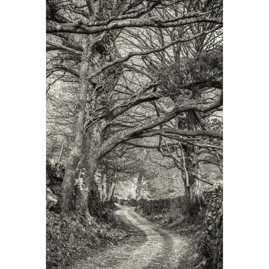 Tree Lined Country Lane In The English Lake District In Black And White; Cumbria England by Philip Payne / Design Pics Image 1