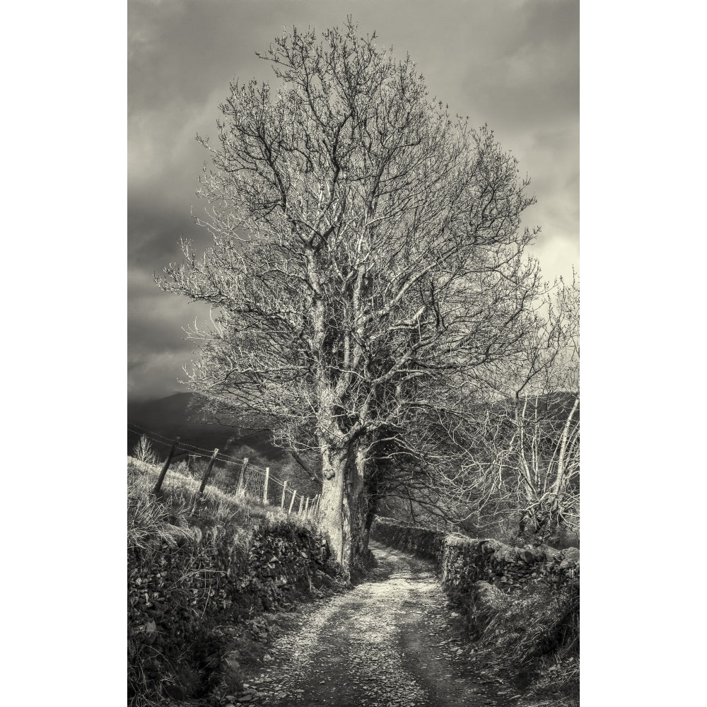 Leafless Tree Standing Beside A Country Lane In The Lake District In Black And White; Cumbria England by Philip Payne / Image 1