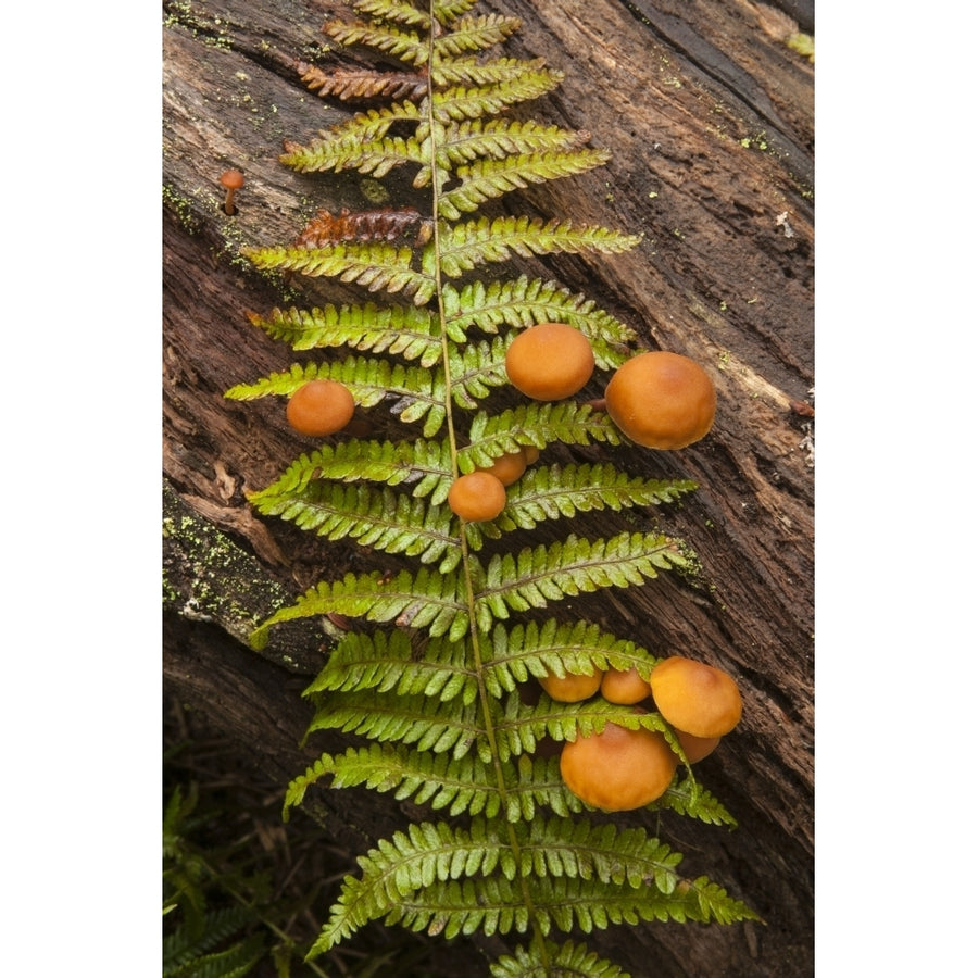 Mushrooms Growing On A Log With A Fern Branch; Nova Scotia Canada by Irwin Barrett / Design Pics Image 1