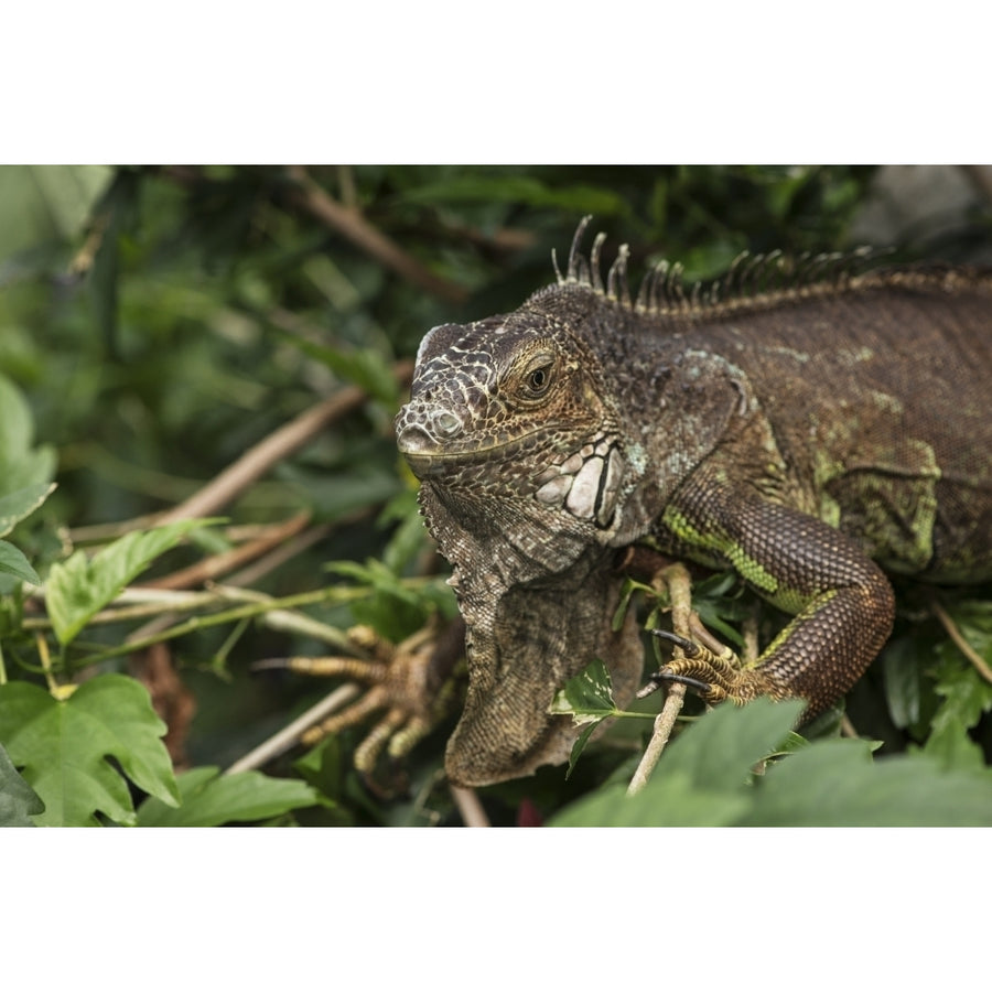 Close-Up Of An Iguana Crawling Through The Plants At Victoria Butterfly Gardens; Victoria British Columbia Canada by Image 1