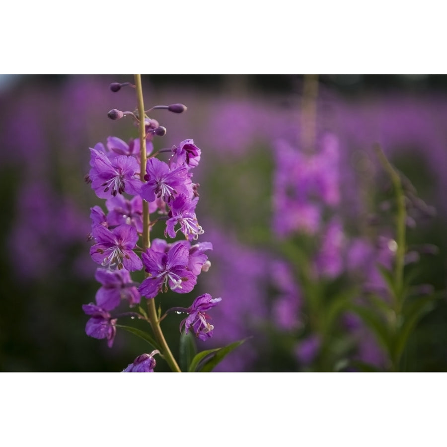 Fireweed ; Alaska United States Of America by Scott Dickerson / Design Pics Image 1