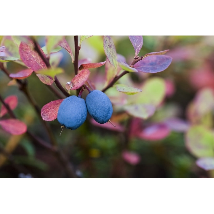 Close-Up Of Blueberries On A Lowbush Blueberry Plant ; Alaska United States Of America by Scott Dickerson / Design Image 1