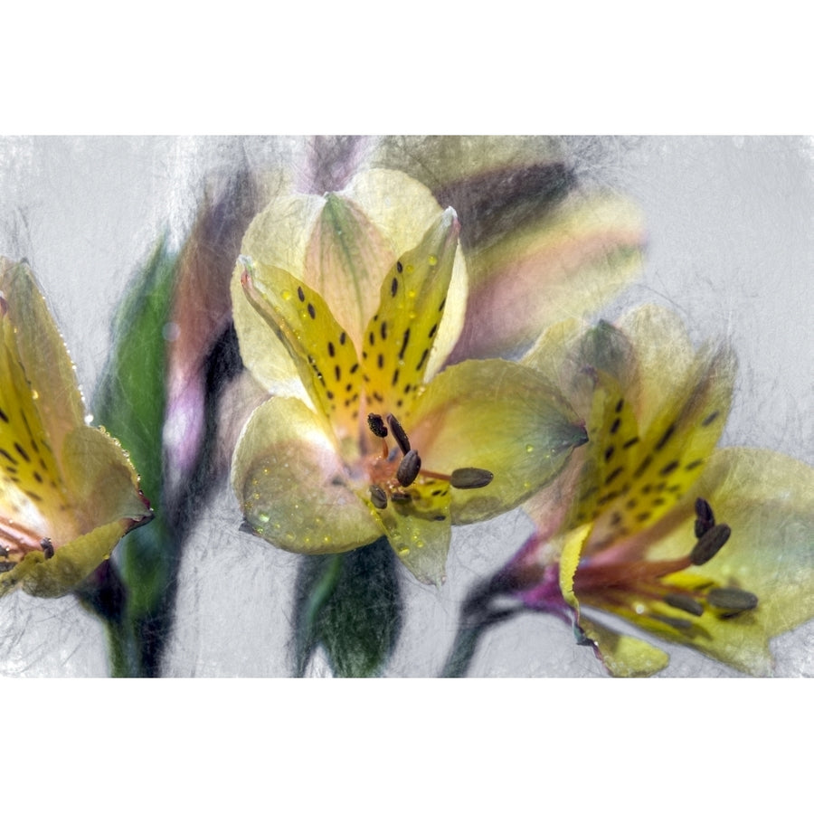 Peruvian Lilies In Studio; York City York United States Of America by F. M. Kearney / Design Pics Image 1