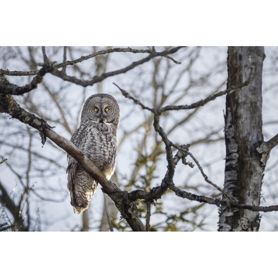 Great Gray Owl ; Thunder Bay Ontario Canada by Susan Dykstra / Design Pics Image 1