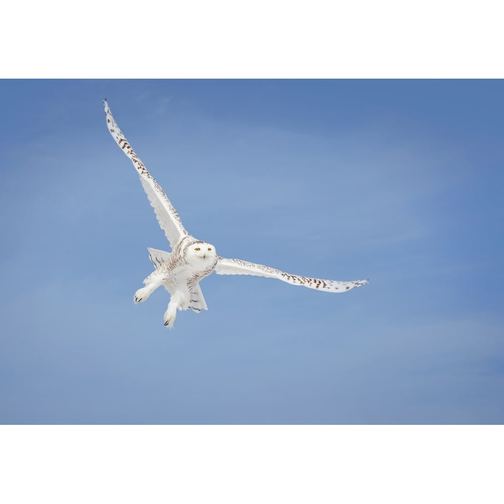 Snowy Owl In Flight; Saulte Saint Marie Ontario Canada by Susan Dykstra / Design Pics Image 1