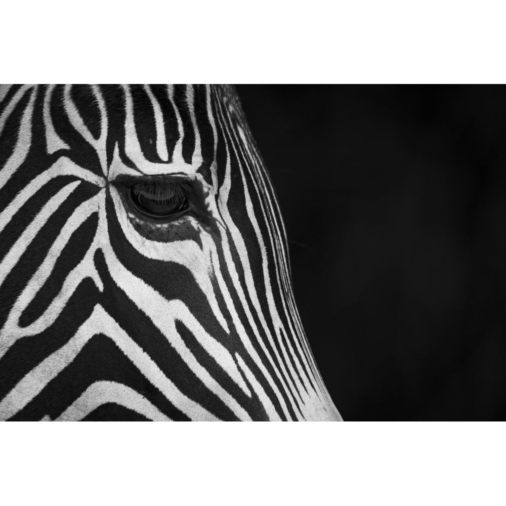 Close-Up Of Grevys Zebra Face In Profile Against A Black Background; Cabarceno Cantabria Spain by Nick Dale / Design Image 1