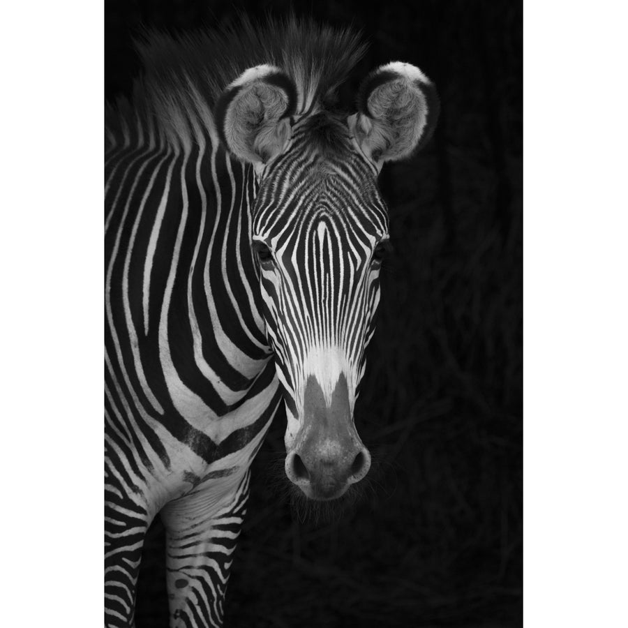 Close-Up Of Grevys Zebra Looking At Camera Against A Black Background; Cabarceno Cantabria Spain by Nick Dale / Design Image 1