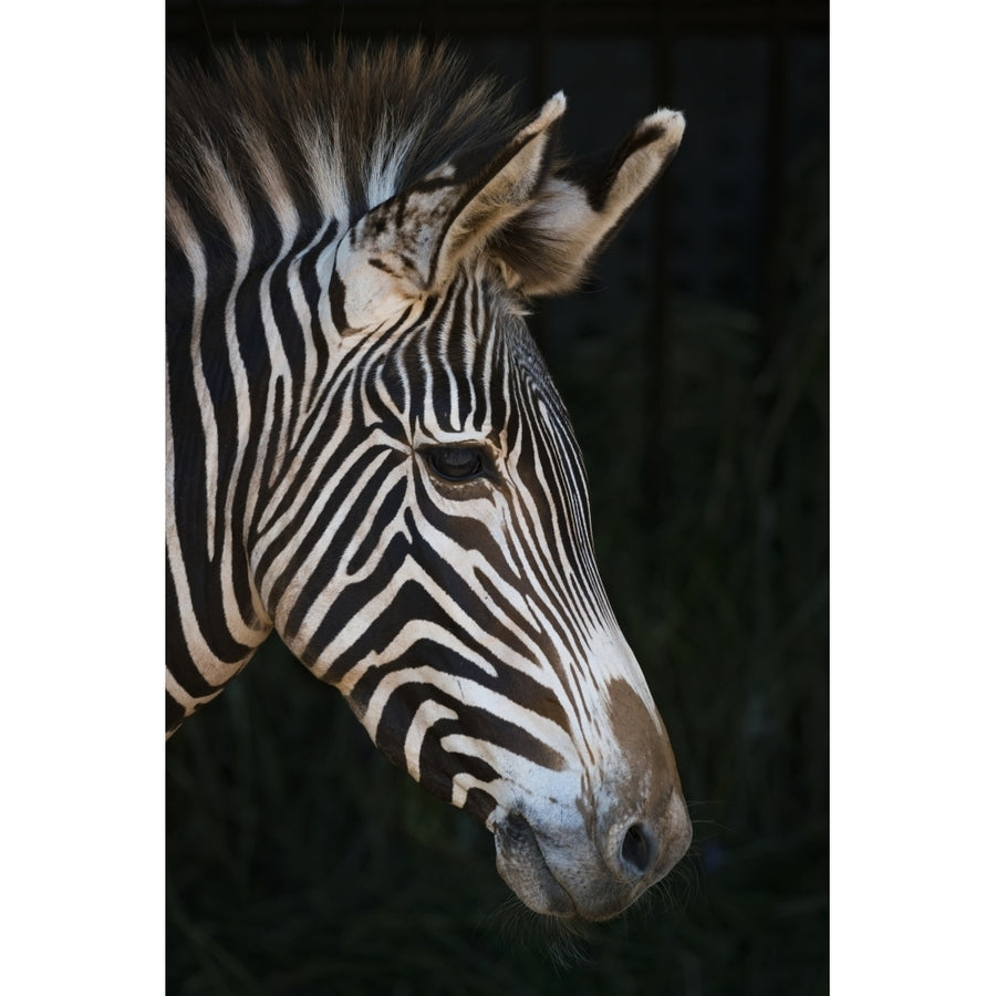 Close-Up Of Grevys Zebra Head In Profile Against A Black Background; Cabarceno Cantabria Spain by Nick Dale / Design Image 1