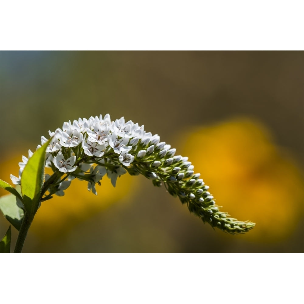 Gooseneck Loosestrife thrives in a garden; Astoria Oregon United States of America Poster Print by Robert L Potts Image 1