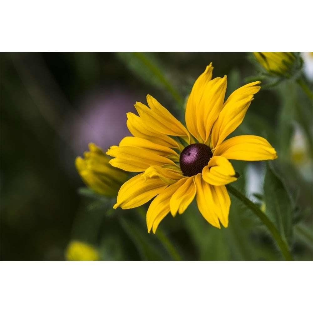 Black-eyed Susan blooms in a flower garden; Astoria Oregon United States of America Poster Print by Robert L Potts Image 1