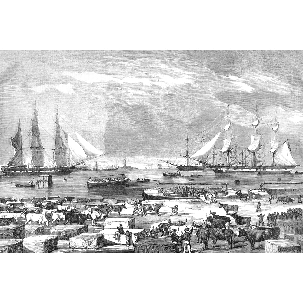 The Illustrated London News Etching From 1854. Embarkation Of Cattle At Trieste For The Auxillary Army On The East. Image 1