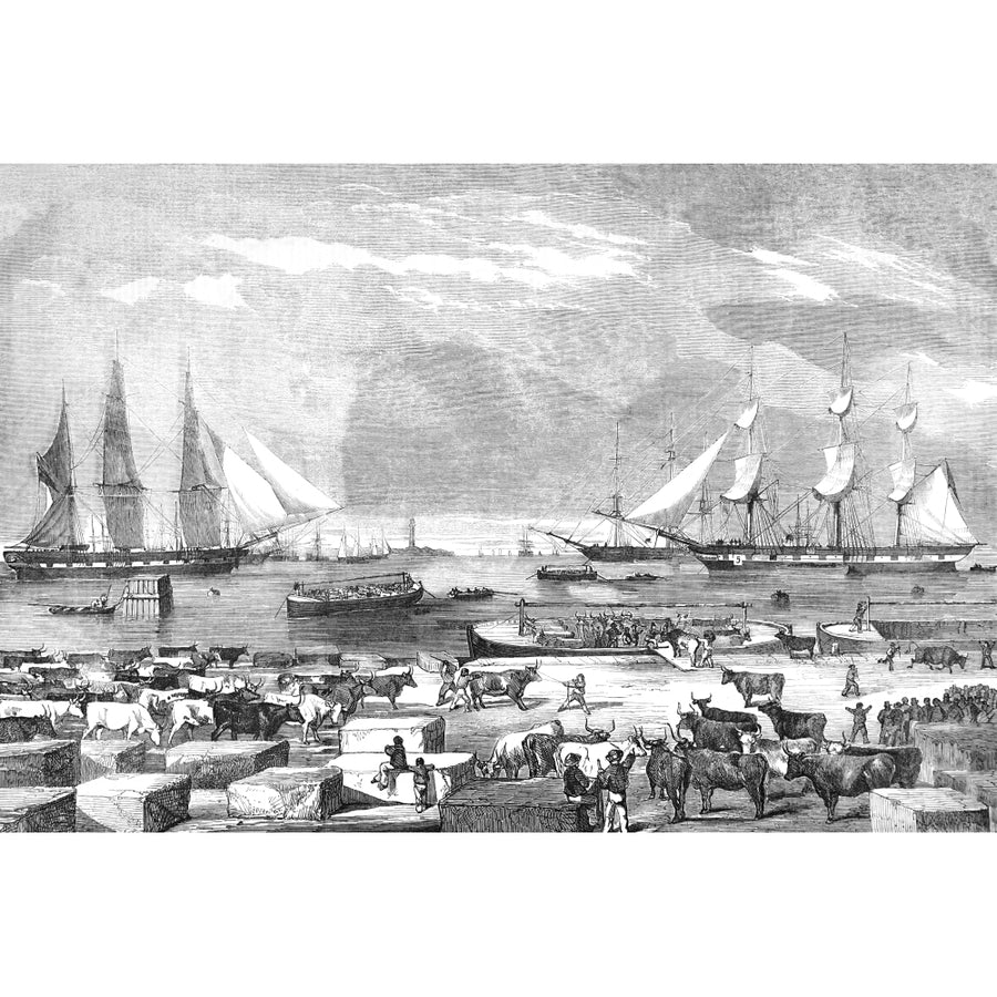 The Illustrated London News Etching From 1854. Embarkation Of Cattle At Trieste For The Auxillary Army On The East. Image 1