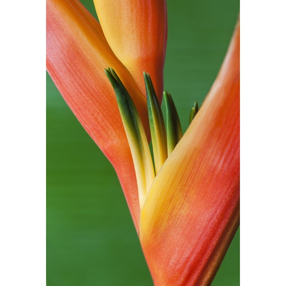 Close-up of a beautiful red and orange blossoming Heliconia flower against a green background; Honolulu Oahu Hawaii Image 1